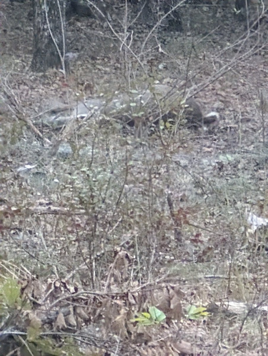BabuXMunchkin's tweet photo. @OutdoorOutlawCo Carol Baskin down. She was a smart one but gave me a 6x6 window of opportunity at 80 yards, https://t.co/abedgNzrmZ