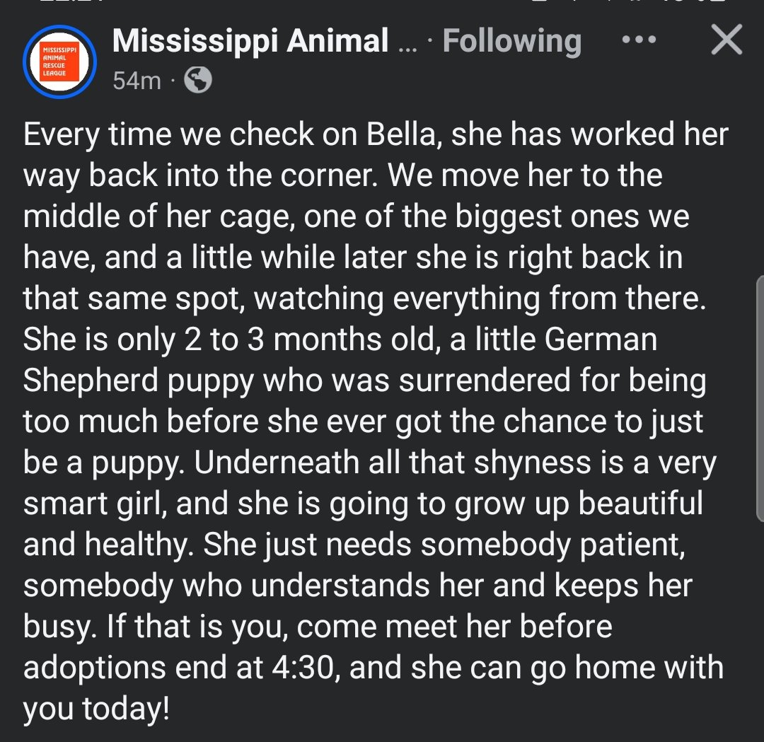itsadogslifersq's tweet photo. BELLA
2-3mo. #germanshepherd
📍#JacksonMS #Mississippi Animal Rescue League

Dumped for "being too much" before she even had the chance to be a puppy.

Now she is all alone and scared; trying to find a sense of security against the wall of the kennel.

https://t.co/jMdJfBbNHh https://t.co/lTF3SXkygV