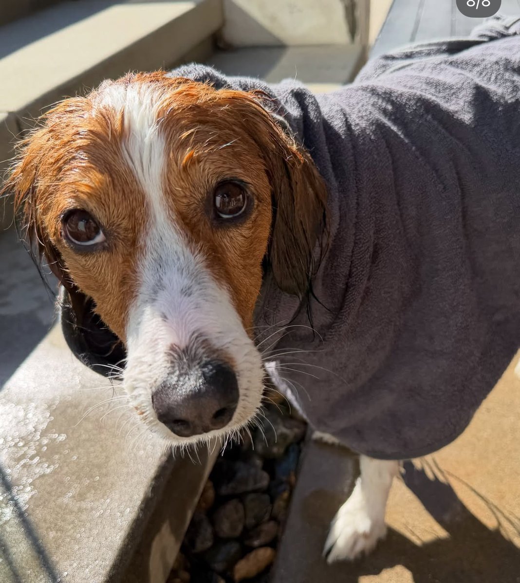 30R9gmaMUy3guDJ's tweet photo. 大谷翔平、デコピンの最新ショットを公開🐶

気持ちよさそうに水浴びしているデコピンの写真を投稿！

(via:shoheiohtani / IG)
#大谷翔平 #ドジャース https://t.co/ZgyEbEpNdt