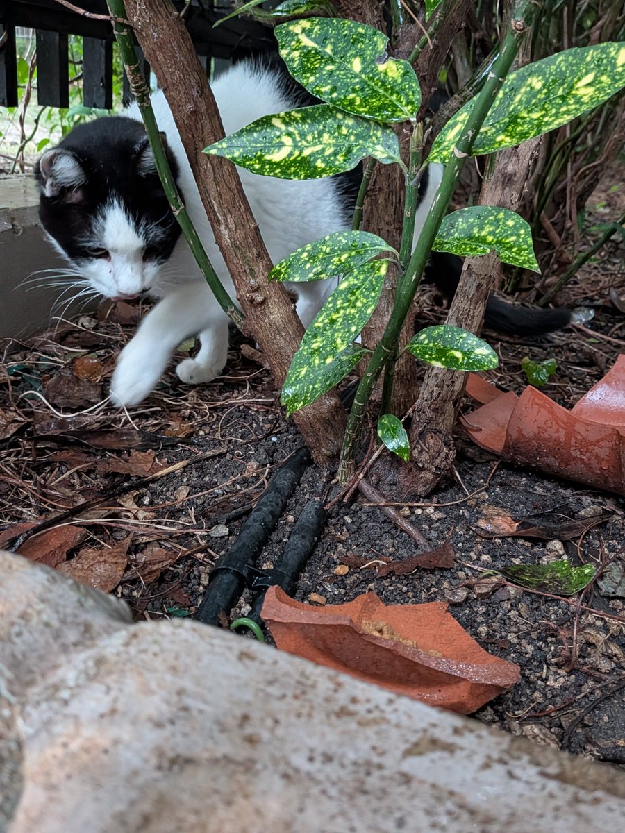 Charlieojichann's tweet photo. 小雨の中、2にゃんずお揃いで待ってました😻😻
いつものようにご飯を食べて、それぞれの場所で雨宿りしてました😽😽
お昼も来るからね😻😻 https://t.co/l5MMP6pVGa