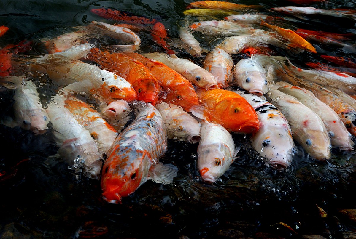 MaxwellKane999's tweet photo. In China, slacking off at work is called 摸鱼 (mōyú): literally "touching fish".

It comes from an old saying, 浑水摸鱼, "fishing in muddy water". When things are chaotic, nobody notices what you're up to. It's even one of the ancient 36 Stratagems.

Paid slacking has its own upgrade: 带薪摸鱼, "touching fish on salary".

My take: a little 摸鱼 is how good ideas sneak in. Nobody has their best thought while staring at a spreadsheet.

So what's it called where you are?