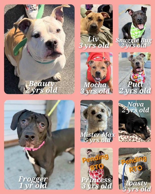 Image from Team Animal Voice #NYCACC Dogs #TAP4ACCDOGS (@TAV4NYCACCDogs)