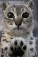 ukulelepichus's tweet photo. (paws at you) do you like it here?
(paws at you) what do you like about this place?
(paws at you) to what?
(paws at you) so... nothing then?
(paws at you) there's nothing you like about this place? https://t.co/ovjwR7zCLf