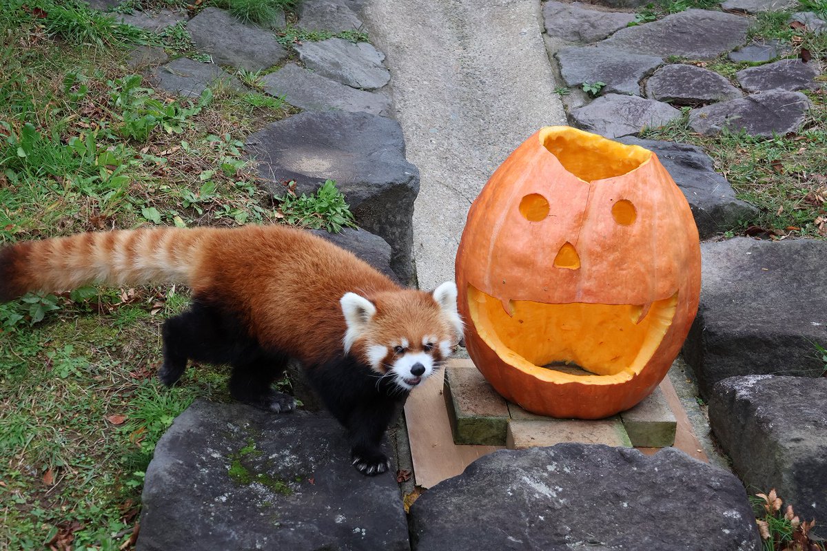 omoriyama_zoo's tweet photo. 【もうすぐハロウィン🎃】
皆さんお待ちかね #かぼパンタイム を今年も実施します！
今回使用するかぼちゃは、#秋田県立金足農業高等学校 より寄贈いただいたジャンボかぼちゃです。ありがとうございます✨

初回は31日(土)14:15から。お楽しみに！
https://t.co/8tEeSb5tfu
(写真は29日撮影) https://t.co/ta83EKh9xE