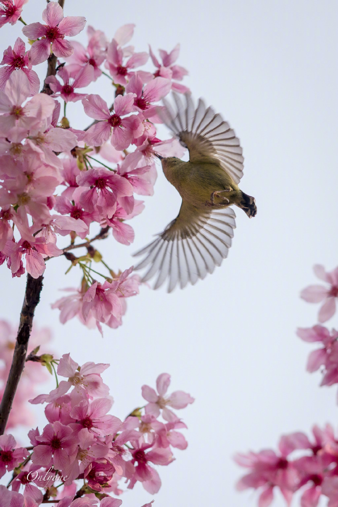 atsu_se's tweet photo. [春風に乗る鳥の声、遅く巣に戻る日。] https://t.co/tvnUuPjEFb