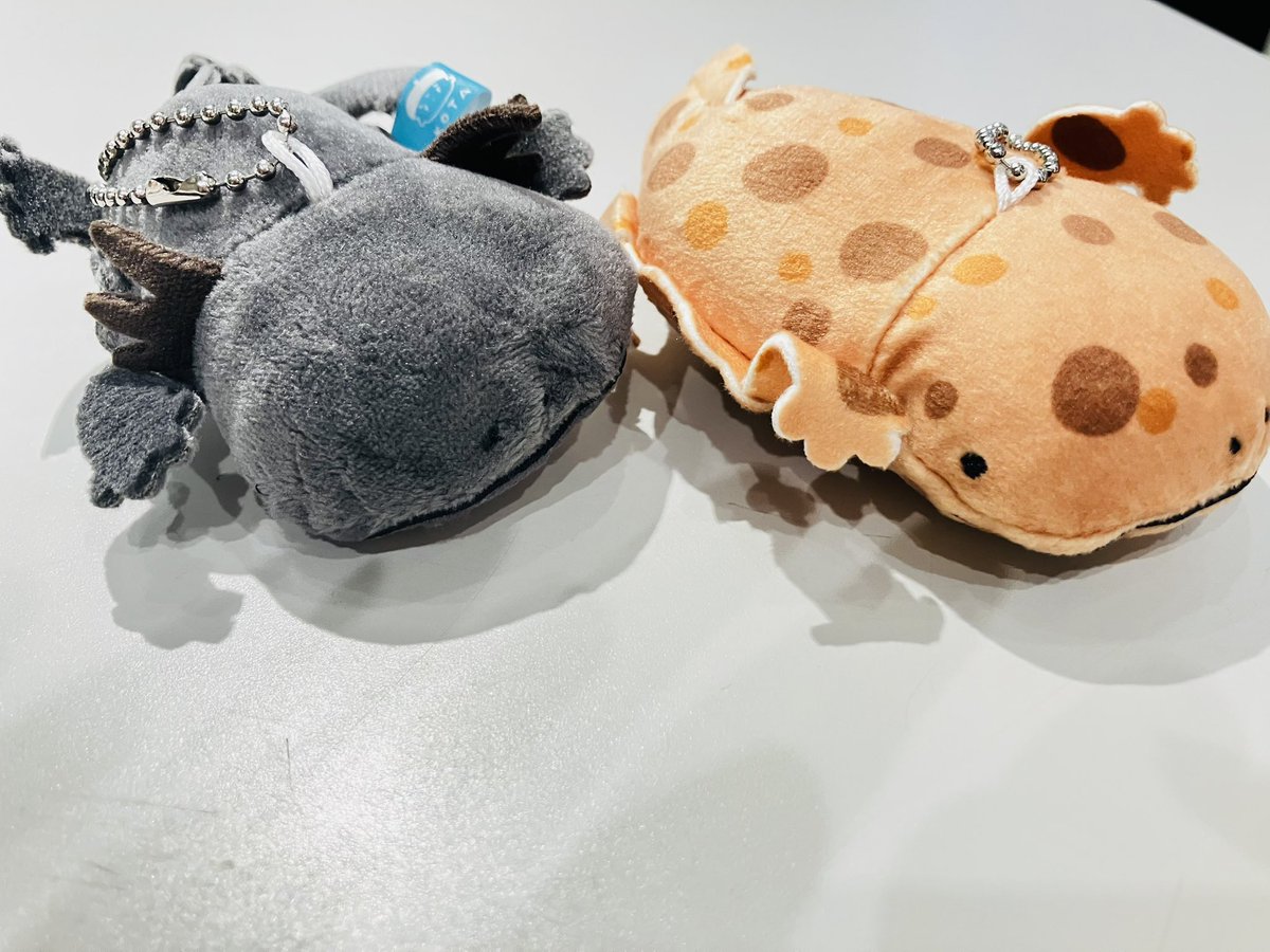THESTUDYROOMuen's tweet photo. NEW！！ガチャ入りました！！

絵本作家こたさんのオオサンショウウオぬいぐるみです！
まんまるなフォルムが可愛いですね☺️
ラインナップは4種でレア枠の卵から成体まで居ます

スタッフ🍀 https://t.co/nqPemDb9o9