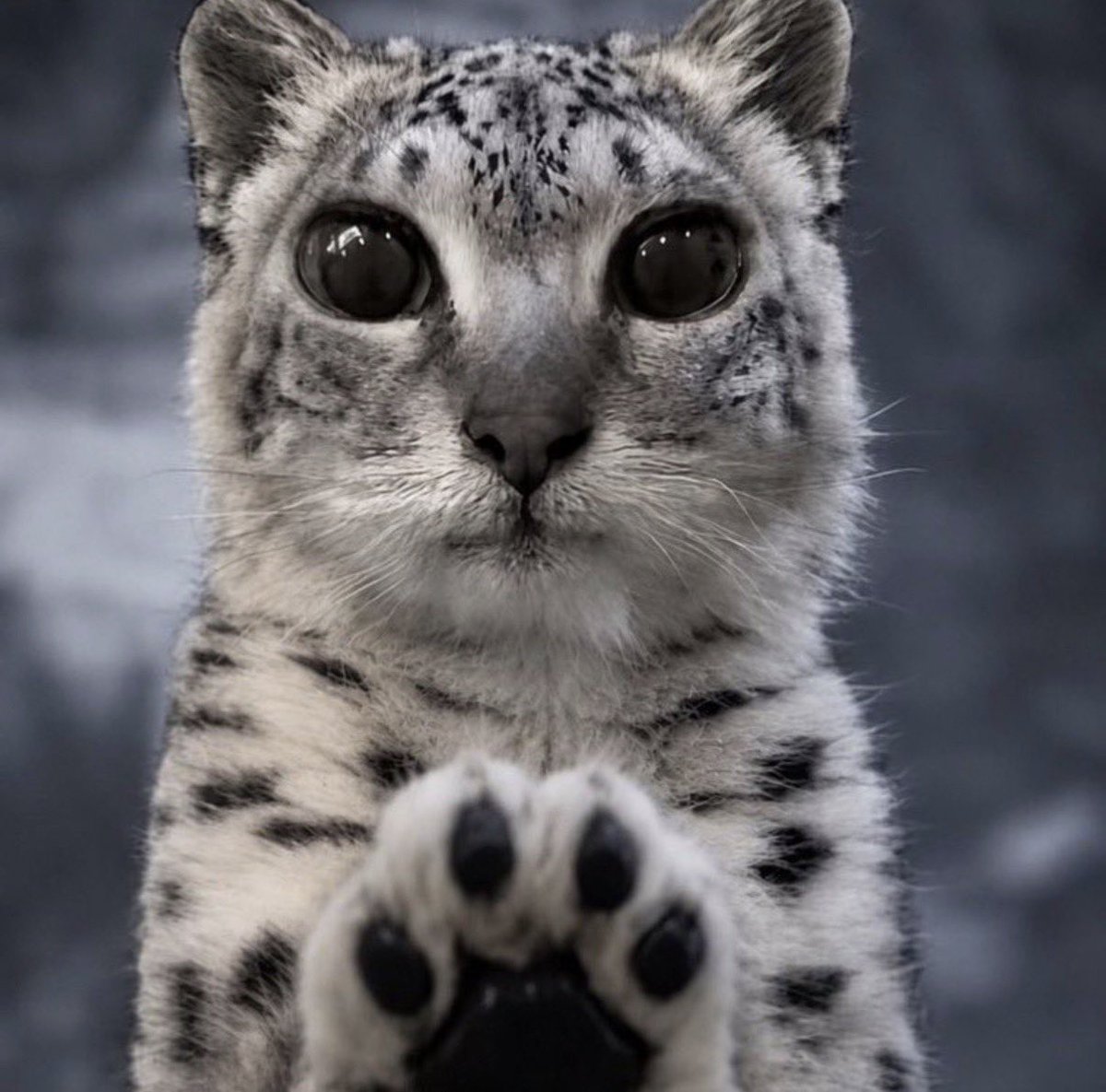 puppypilledcat's tweet photo. *paws at you* can we sleep call
*paws at you* can we sleep call
*paws at you* can we sleep call
*paws at you* can we sleep call
*paws at you* can we sleep call
*paws at you* can we sleep call
*paws at you* can we sleep call
*paws at you* can we sleep call https://t.co/miW71N9dRq