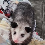 Photo by Possumest Opossum to ever Poss (@PossumPost)