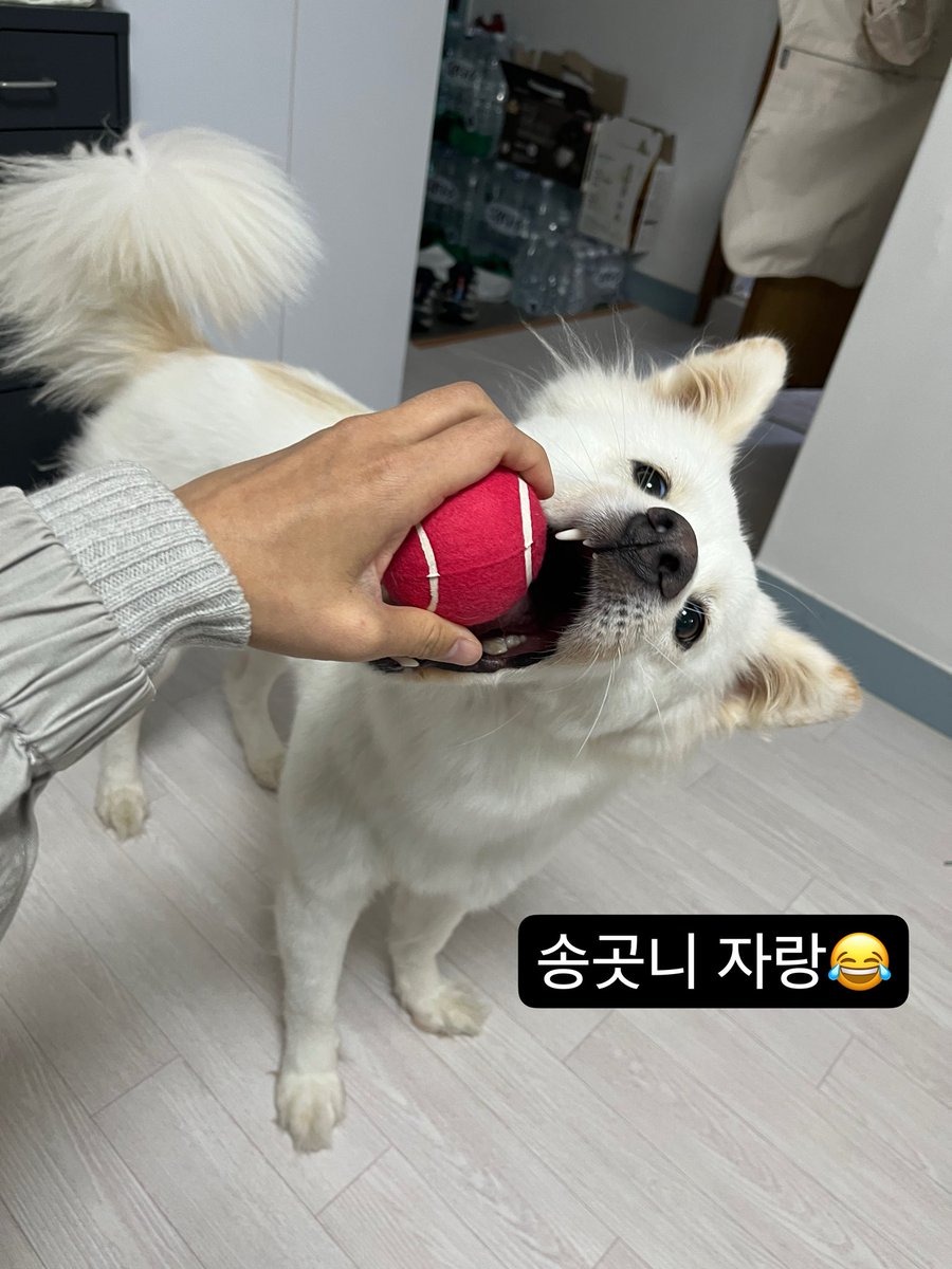 two_stones_paju's tweet photo. 🚨임보처 급구🚨
순돌이는 오늘 산책 후 신나게 공놀이까지 즐겼어요! 약 일주일 후면 임보가 끝나는 걸 아는지 모르는지🥺
겨울을 맞아 포실해진 순돌이의 임보처를 간절히 구합니다… 연락/공유 부탁드려요!😢🙏🏻
https://t.co/6QhD2hLUhS

#가족찾는순돌 #파주돌돌즈 #평생가족찾아요 #입양문의환영 https://t.co/Coj4ft9BIo