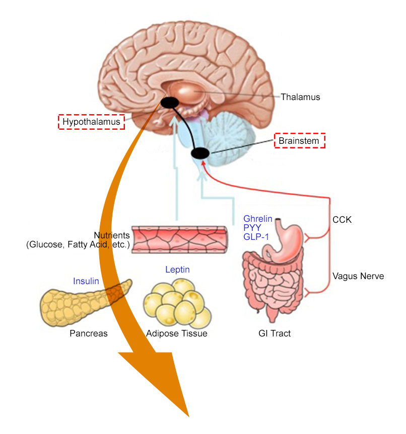 checkregen's tweet photo. A daily peptide shot cut BMI 16.5% in people whose brain injury left them always hungry. Placebo went up 3.3%.

It's called setmelanotide. Here's the breakdown: (1/14) https://t.co/xPYXXfGls7