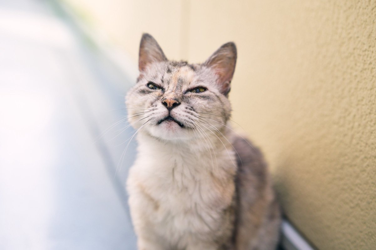 owashiyosuke's tweet photo. これからずっとこのカメラで、撮りたいものを撮るんだ!
Sigma FP2 /
50mm F2 DG | Contemporary
#Sigma #SigmaFP2
<PR> https://t.co/FgcFTmgv68