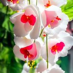 Photo by Nature Canvas (@NaturalCane0)