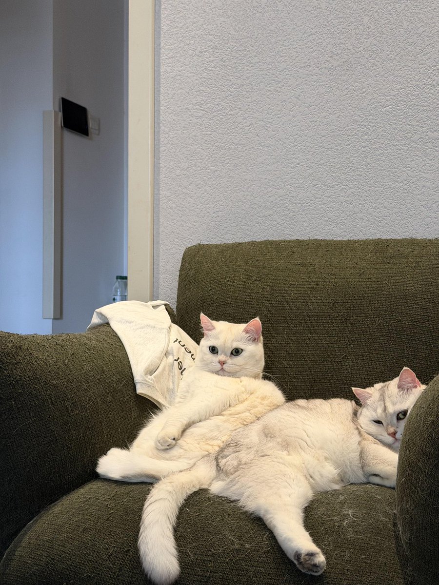 SomewhereBey's tweet photo. Their couch, my bills 😂🐾 https://t.co/mqgopDv063