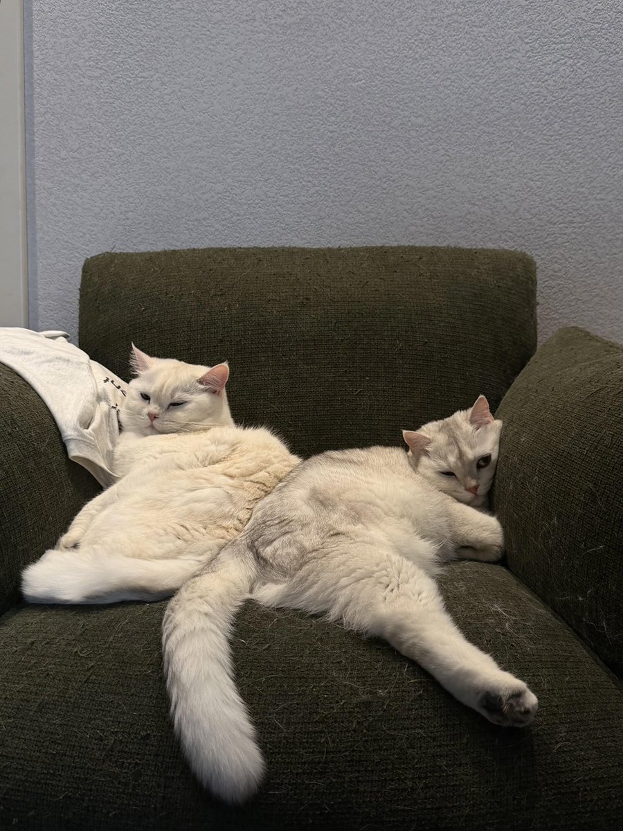 SomewhereBey's tweet photo. Their couch, my bills 😂🐾 https://t.co/mqgopDv063