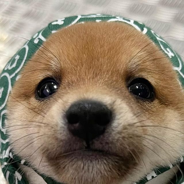 canihaedo's tweet photo. 일케 귀여워가지구 험난한 세상 어케 살아갈래 https://t.co/UQ4XUjlcIL