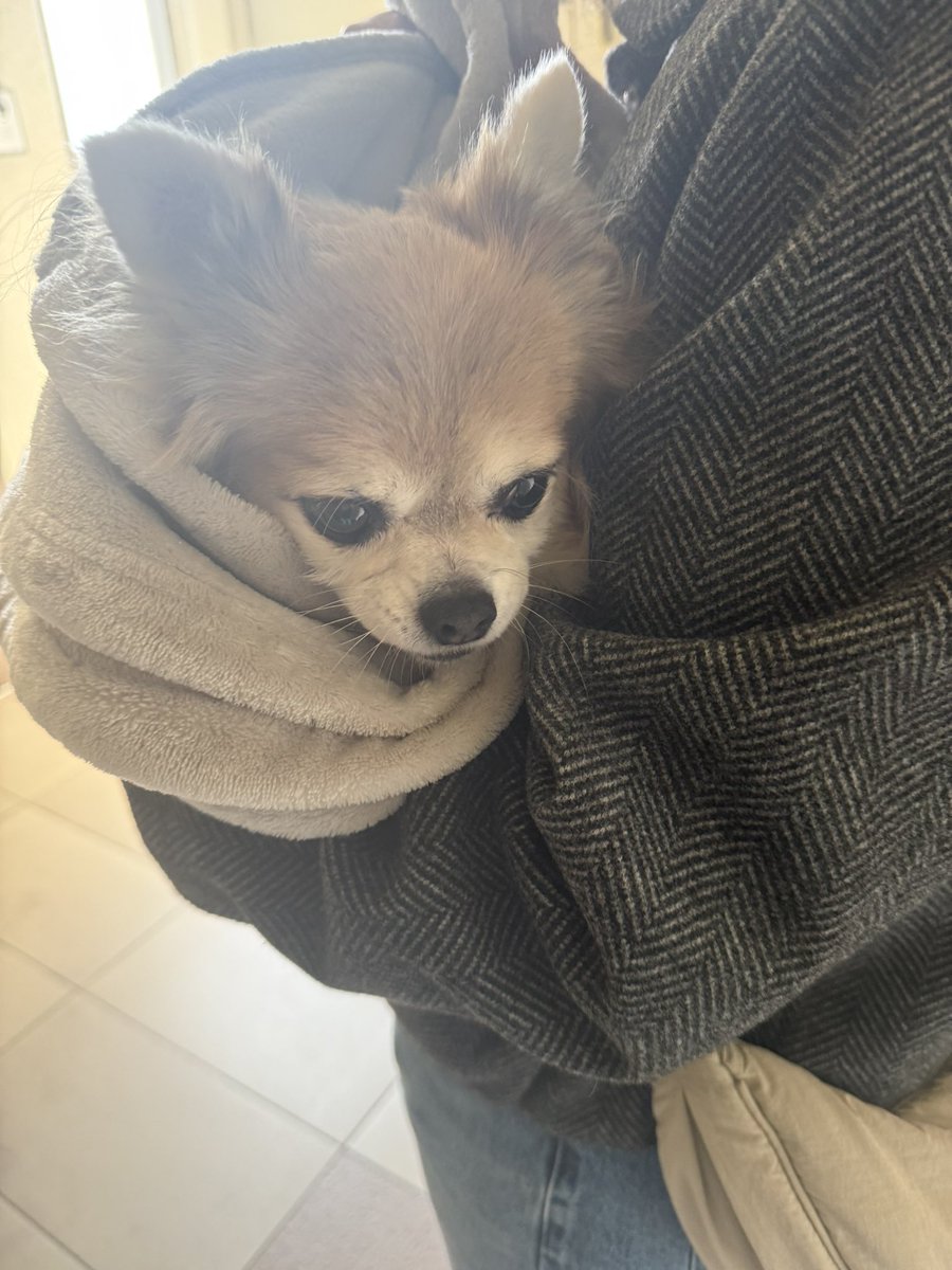 doolonme's tweet photo. 코견이 병원갓다와쪄ㅠㅠ https://t.co/HHDWTUBcBl