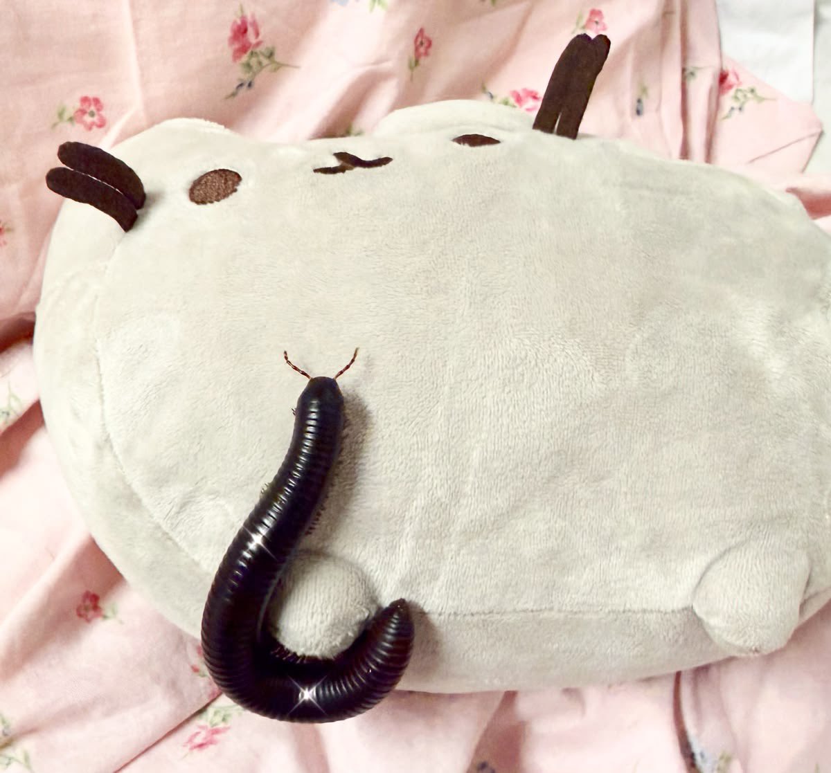 saccharinevice's tweet photo. i think milly likes pusheen -3- https://t.co/LKf711MSAp