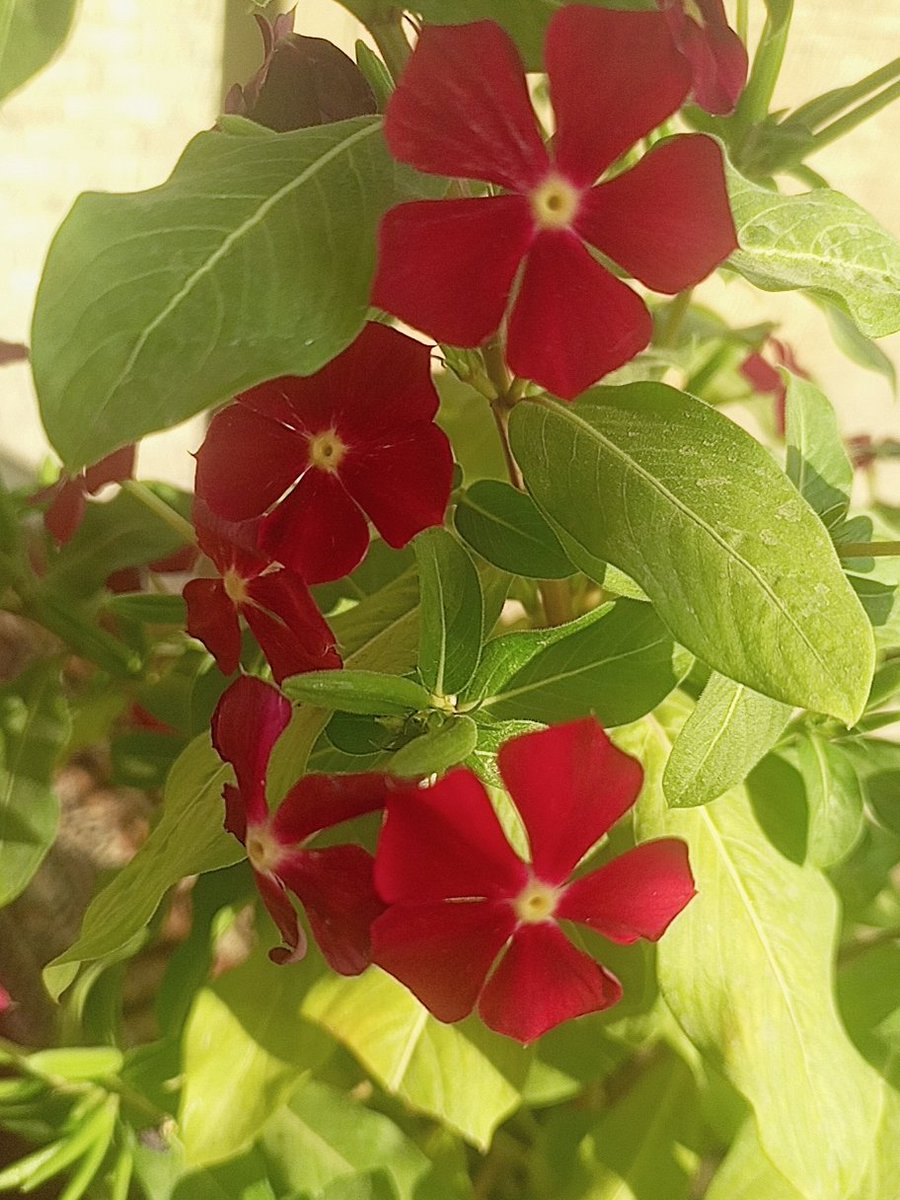 ranaghazal711's tweet photo. څه چې په ژوند کې لاسته راوړلۍ شې ،هڅه وکړه چې لاسته يې راوړي؛
او
څه چې نه شې ترلاسه کولې, بايد دا حقيقت قبول کړي..!!!
#ژوند 
#حقیقت https://t.co/iQ4b2heW3A