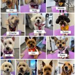 Photo by Fetch Pet Emporium (@pet_fetch)