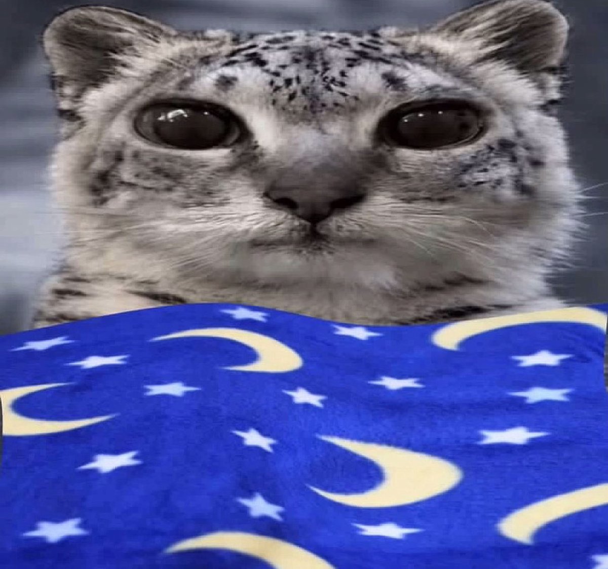 Wolfyboiii's tweet photo. MOM FOUND MY SISTER BEHIND A GARBAGE BIN IN PITCH BLACK DARKNESS /srs https://t.co/5Axykci38M