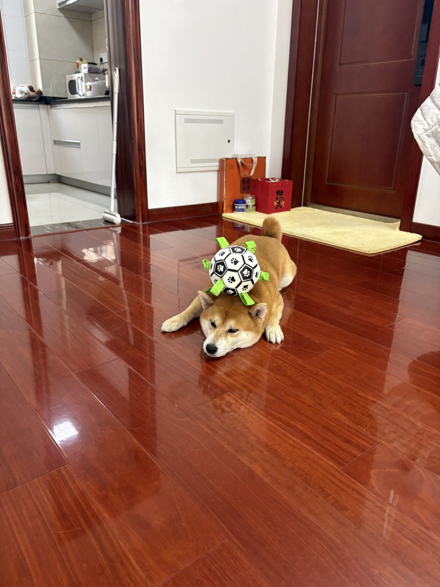 snmn1165134's tweet photo. @catluvrr222 我的狗狗🐶 https://t.co/nsc9vgLFR0