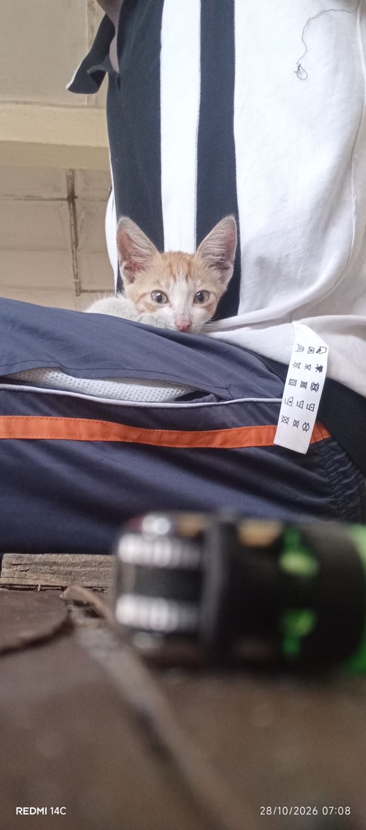SantosSaromini's tweet photo. Yday I beat my cat  until it fainted and I swear my heart dropped for a minute, I was scared bro. 

And when it came back to life, I swore never to touch it again https://t.co/8ws9jiy0L8