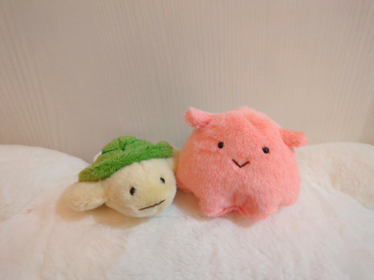 imomochi_14's tweet photo. 昨日は👧🏻の学校行った後次の予定まで急いで水族館寄って、かわいい🐢🐙ちゃんを…🤍
会社のデスクが1番眺められるけどおうちに居て欲しい気もする、迷う https://t.co/rpzKgMCxGg