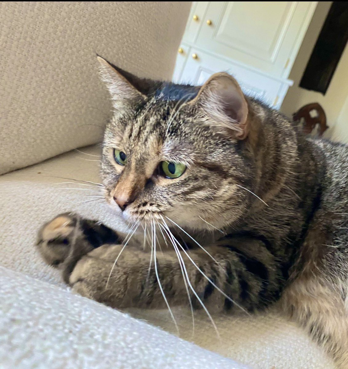 JaneFallon's tweet photo. My phone threw up these old pictures of Pickle. 😂😂😂❤️❤️ She’s just the best thing in the world.
1. ‘Just keeping you company. Not considering stealing your lunch at all.’
2. ‘Why is my hair falling out when it’s freezing outside???’ https://t.co/kvCZ07uhTY