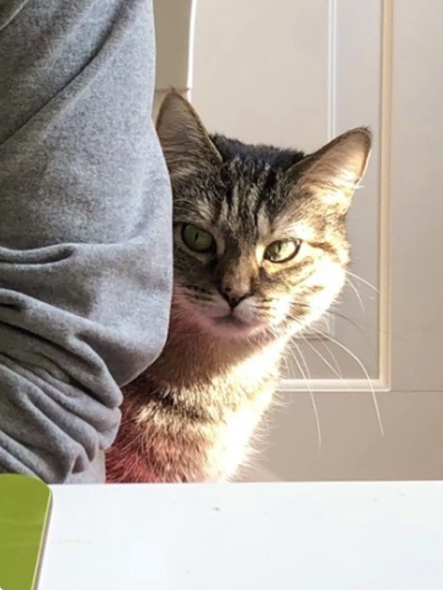 JaneFallon's tweet photo. My phone threw up these old pictures of Pickle. 😂😂😂❤️❤️ She’s just the best thing in the world.
1. ‘Just keeping you company. Not considering stealing your lunch at all.’
2. ‘Why is my hair falling out when it’s freezing outside???’ https://t.co/kvCZ07uhTY