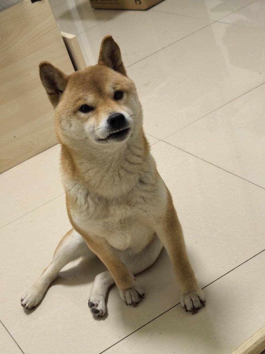 yikn___'s tweet photo. [柴犬の軽やかな叹吠で、逃げた工房の匠を呼び戻す——今日の工房は活気に満ちてる！]， https://t.co/pLRjzNUZOD