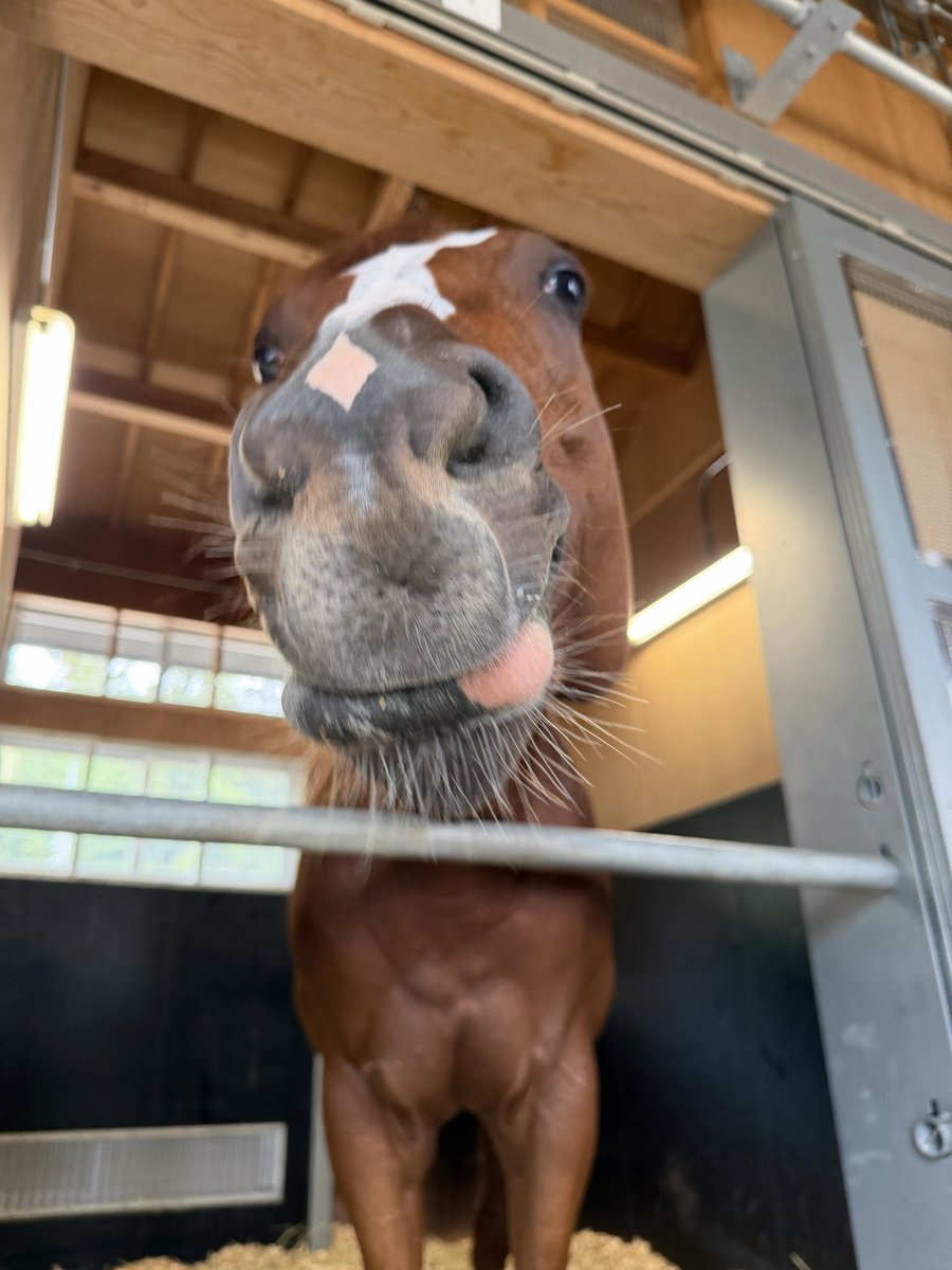 shinemperor2021's tweet photo. 競走馬としてのキャリアには一区切りとなりますが、これからは種牡馬として新たなスタートを迎えます。

シンエンペラーの血が次の世代へと受け継がれ、新たな夢や感動を届けてくれることを楽しみにしています。

これまで応援してくださった皆様、本当にありがとうございました🐴 https://t.co/kbFGWKT94J