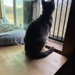 Photo by Alaina B. Catssadine’s Cursèd Cat Café (@rtoab)