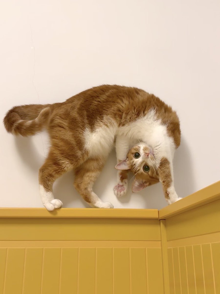 Miqiumrcl's tweet photo. hi from upside down https://t.co/tcF4ilKgeZ