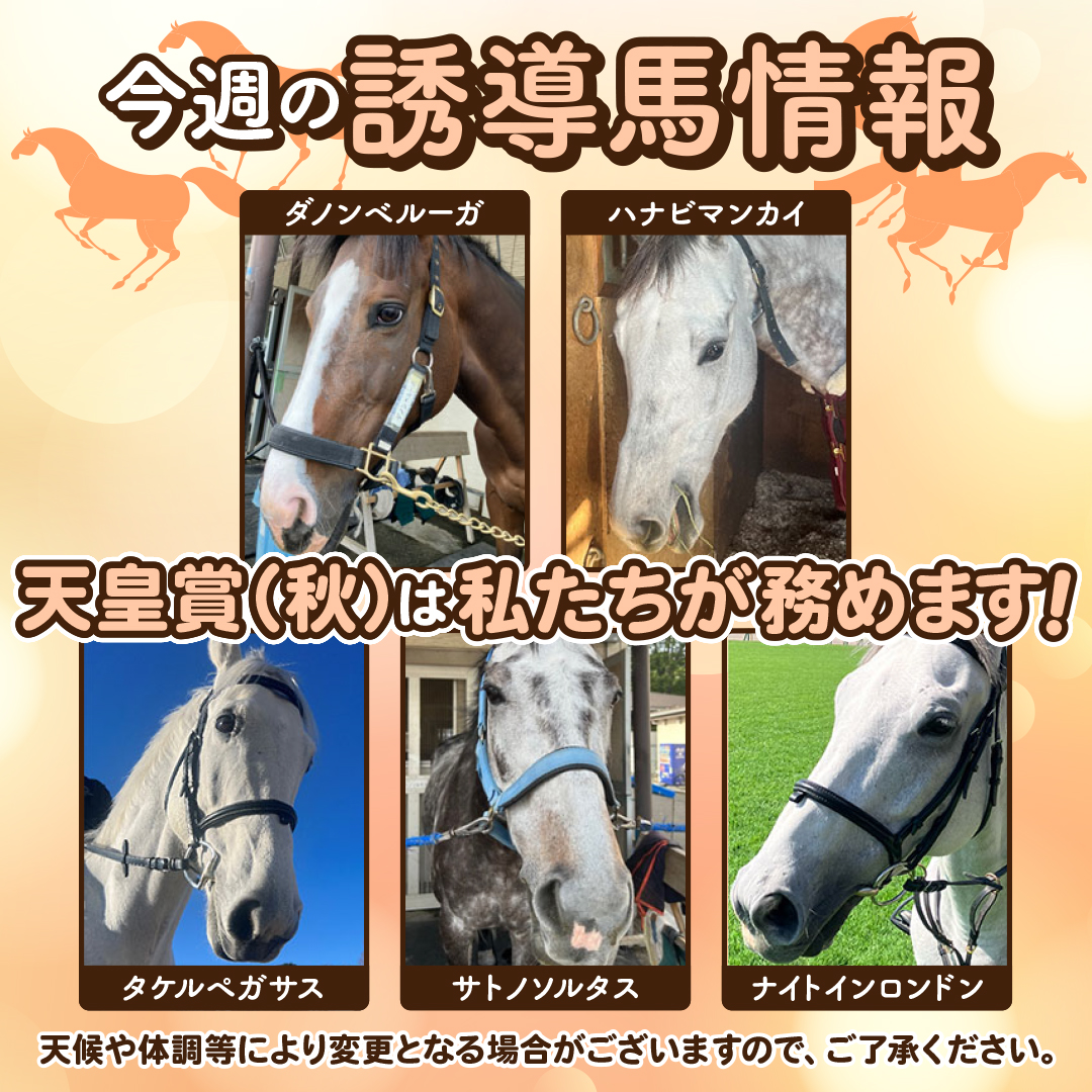JRA_Special's tweet photo. 🌟今週【10月31日・11月1日】の誘導馬🌟

================================

■ 10月31日

【東京競馬場】
 1R～6R：ミライヘノツバサ、ダノンベルーガ、オメガキャプテン、タケルペガサス

 7R～12R：サクセスミノル、ハナビマンカイ、ナイトインロンドン、サトノソルタス

【京都競馬場】
 1R～12R：クインズマラクータ、シベリアンスパーブ、アスクジョーダン

================================

■ 11月1日

【東京競馬場】
 1R～6R：オメガキャプテン、ナイトインロンドン、サクセスミノル、ミライヘノツバサ

 7R～10R、12R：ダノンベルーガ、ハナビマンカイ、タケルペガサス、サトノソルタス

 11R：ダノンベルーガ、ハナビマンカイ、タケルペガサス、サトノソルタス、ナイトインロンドン

【京都競馬場】
 1R～12R：リーゼントロック、アドマイヤポラリス、クロンターフ

※金曜日10:00現在の情報です。
体調等により変更となる場合がございますので、ご了承ください。

👇誘導馬紹介ページはこちら
東京競馬場 https://t.co/37yqZCUZBZ
京都競馬場 https://t.co/w6Xk6dB7jd