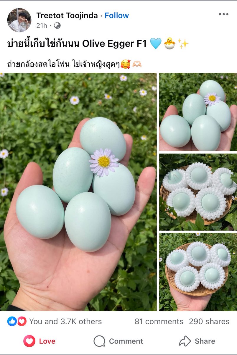 nanisouko's tweet photo. ใครจะไปคิดว่าวันนึงฉันจะกดเข้ากลุ่ม ชมรมไก่ไข่หลากสี 😭 อยู่ดี ๆ ไอ้ไข่สีฟ้านั่นมันก็ขึ้นฟีดมา น่ารักมาก พอกดเข้าไปดู ก็เป็นว่าเป็นคอมมูที่น่ารักมากจริง ๆ

ตอนนี้อยากเลี้ยงไก่เว้ย 😭 https://t.co/OX22ADbBFp