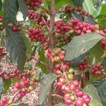 Photo by 🇰🇪The Rustic Garden (@cbeekeeping)
