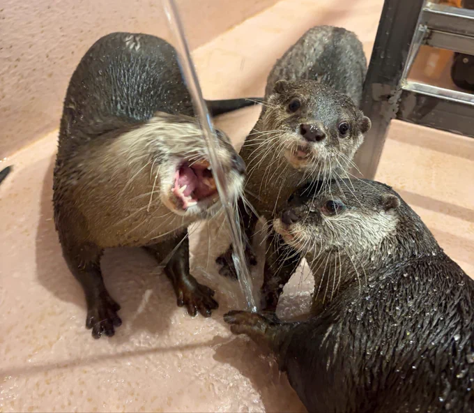 Image from カワウソカフェ®HARRY浅草店 (@AsakusaHarry)