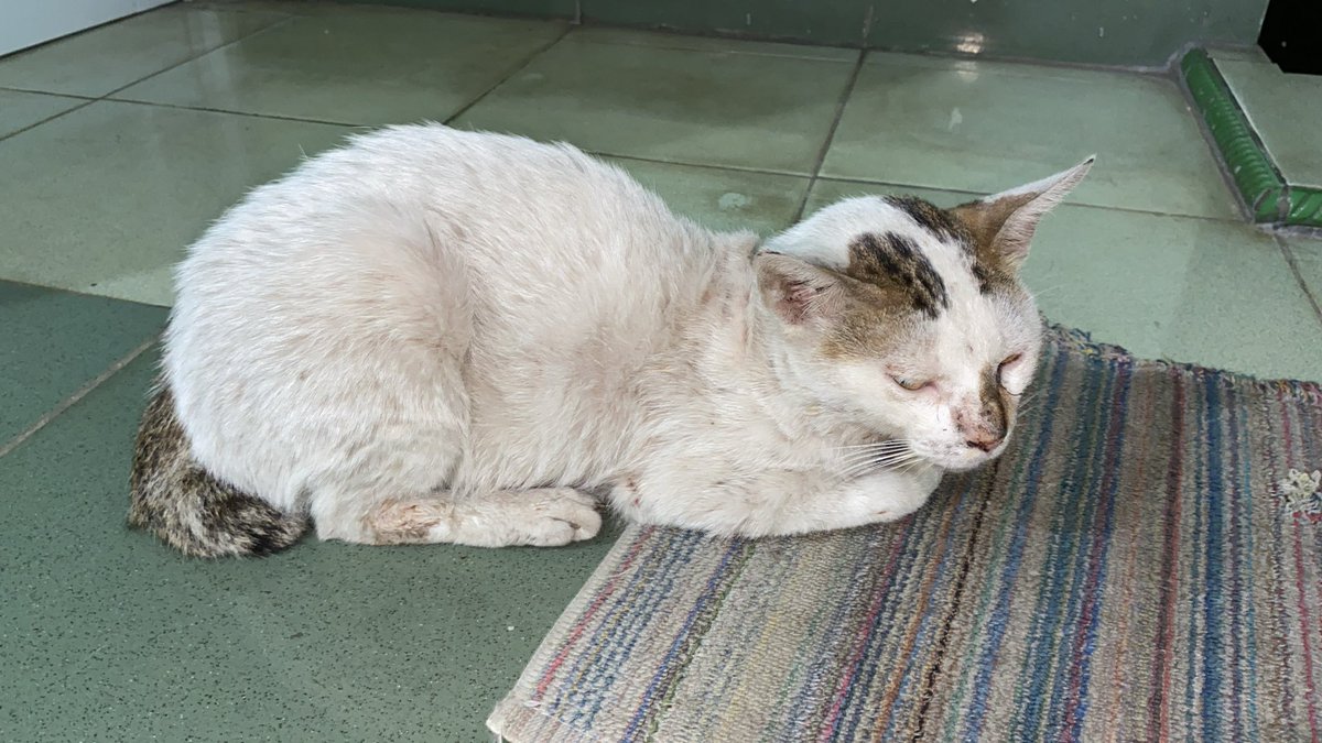 kin4i00's tweet photo. 🚨 OPEN DONASI &amp; BUTUH BANTUAN RESCUE UNTUK MIYO 🐈🤍
Halo teman teman X, aku mau minta tolong untuk bantu kucing liar bernama Miyo (kucing jantan) yang sekarang sedang dirawat inap karena luka parah dan infeksi pada salah satu kaki depannya. https://t.co/15YvqW0DfR
