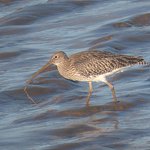 Photo by Roy Harvey (@rhbirding)