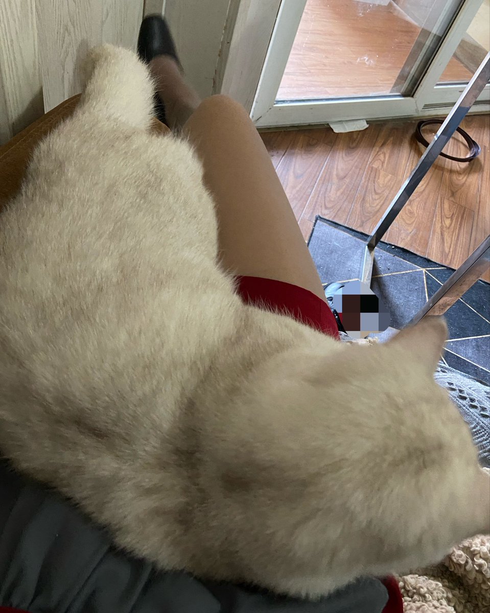 Xixilyo's tweet photo. 猫猫怎么喜欢趴人腿上 https://t.co/2tf7QKiiSm