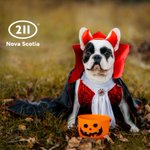 Photo by 211 Nova Scotia (@211NS)
