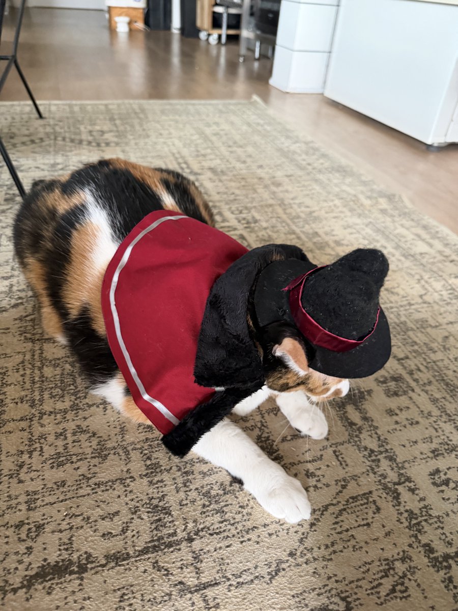 gorirakkumama's tweet photo. ハロウィンということで、華武利さま仮装🎃ネコチャン帽子も作りました🎩

メロいね〜〜！！超メロいよ〜〜！！ダットちゃんもきっとお前にメロメロだよ〜〜〜！！（親バカ
ニードルフェルトに初チャレンジしたんだけど、めちゃくちゃ指を刺してしまった…血の滲むような努力（物理）で仕上げた帽子 https://t.co/PmoML1te9C