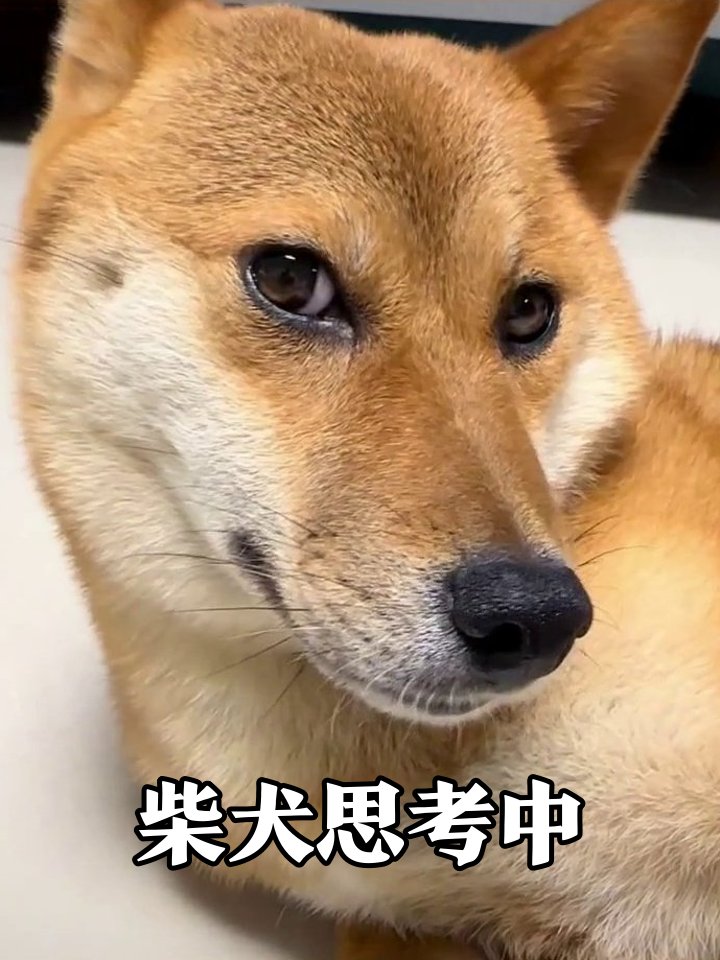 Forgivetolove1's tweet photo. 「突如現れた形のアート作品を見て、芸能スタッフにこっそり訓練を受けている犬みたいだと気づいた」 https://t.co/XxOyox382k