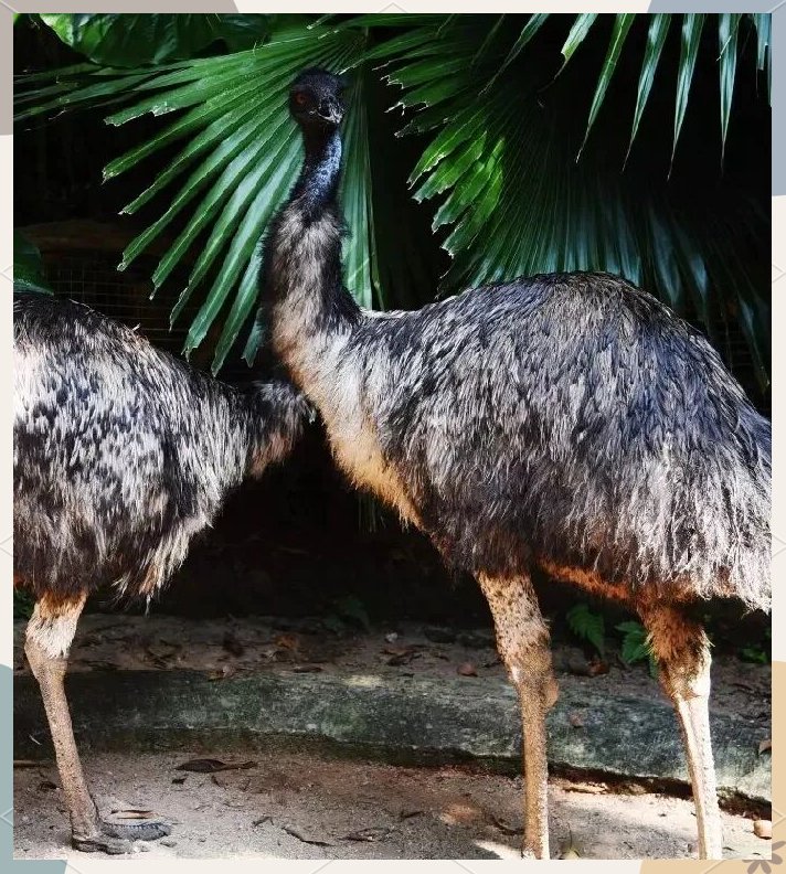 mio070518's tweet photo. [キリン、ライオン、そしてオオトリ。アフリカのサバンナに佇む、エミューがゆったりと首を偃（しず）めている様子。]， https://t.co/T0siuYoign