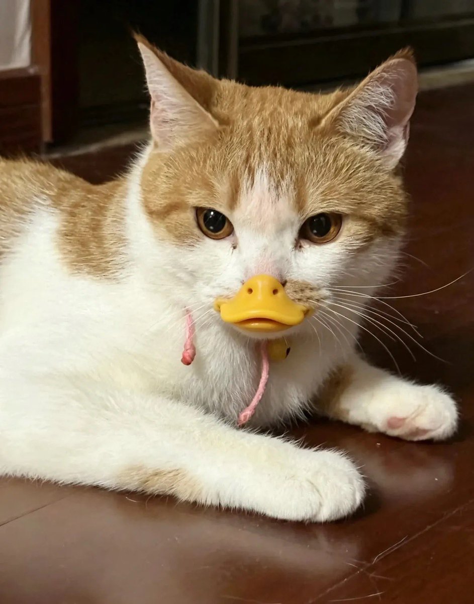 floralcrown's tweet photo. Ini cuking apa bebek lucu amayy😭😭 https://t.co/LVpn4q77jM