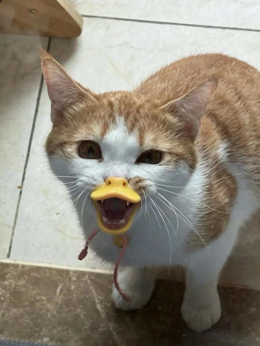 floralcrown's tweet photo. Ini cuking apa bebek lucu amayy😭😭 https://t.co/LVpn4q77jM