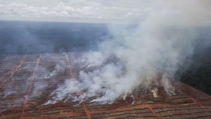 hey_strengerss's tweet photo. TEMAN-TEMAN, PAPUA SELATAN!!! 

BEGINILAH REALITA KEBAKARAN HUTAN DAN LAHAN DI PAPUA SELATAN.

HUTAN DITEBANG, DIBAKAR, LALU DITANAMI. 

ft: haloakuaaldi https://t.co/7cKE3OM9iz