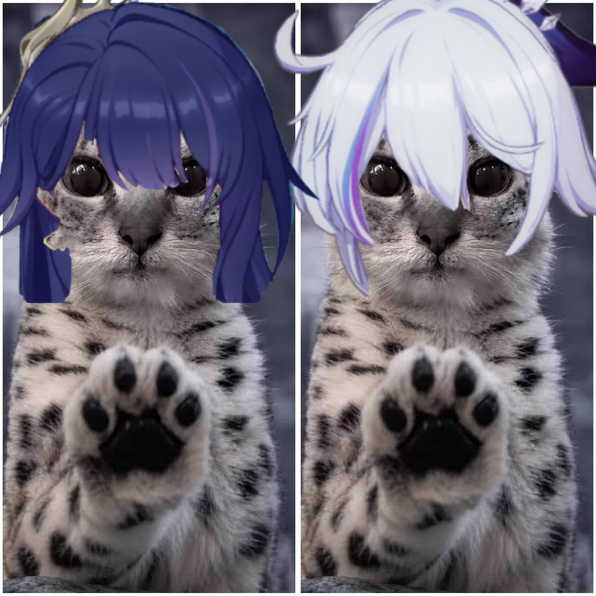 eunn0ia_'s tweet photo. *paws at you* Kiana
*paws at you* Mei
*paws at you* Kiana
*paws at you* Mei
*paws at you* Kiana
*paws at you* Mei https://t.co/kZja55SS7S