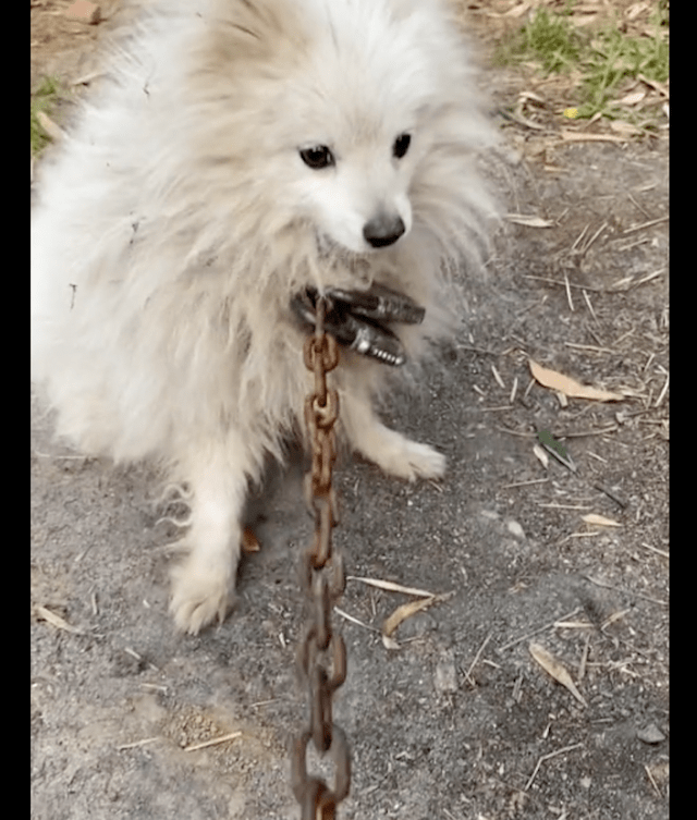 tontonsql0px's tweet photo. [鎖で繋がれた犬が、そばで静かに待っている。少しだけ自由を求めるように、耳を澄ませている] https://t.co/GZZZv9hFNl