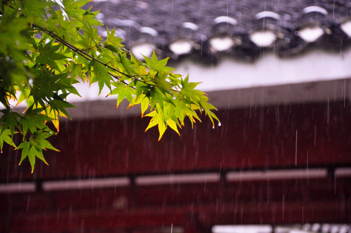 seven_drm's tweet photo. [天気が急変して、廊下の隅に置いたバケツの水が濁っているのを見た]， https://t.co/tvq1lwJKsw